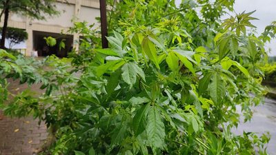 Vitex negundo, photographed by 四角銅鑼