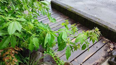 Vitex negundo, photographed by 四角銅鑼