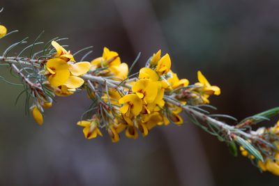 Pultenaea mollis, photographed by Kym Nicolson