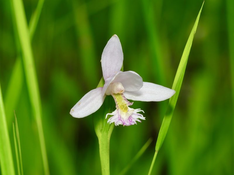 Pogonia ophioglossoides, photographed by Michelle W. （鍾偉瑋）