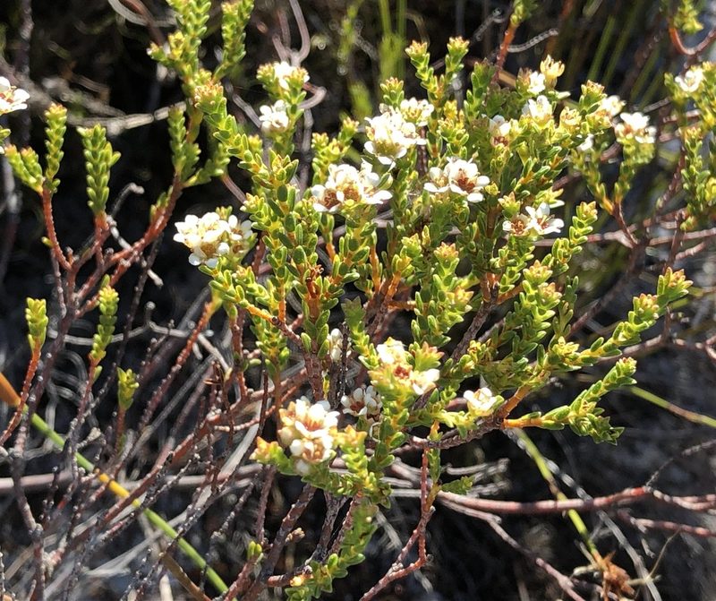 Diosma oppositifolia, photographed by Caroline Voget