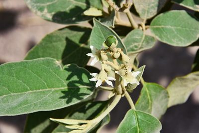Solanum erianthum, photographed by Jay Pruett