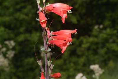 Penstemon murrayanus, photographed by Reid Hardin