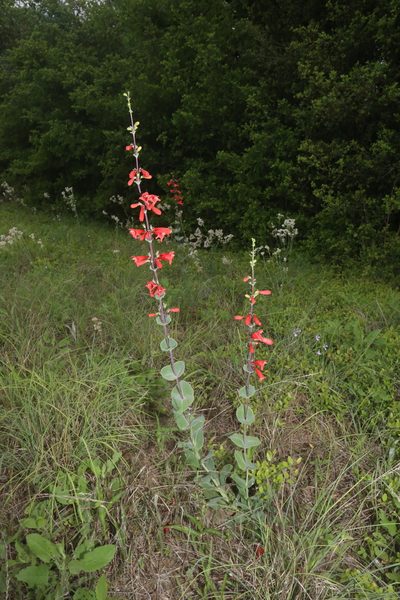 Penstemon murrayanus, photographed by Reid Hardin