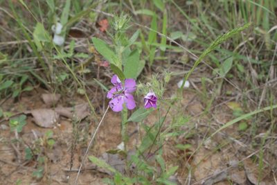 Phlox drummondii, photographed by Reid Hardin