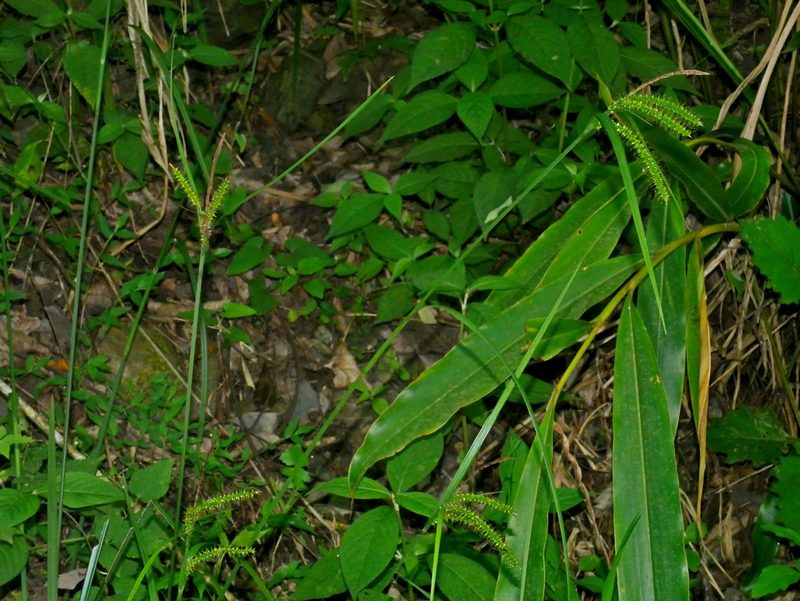 Carex retrofracta, photographed by Jacy Chen
