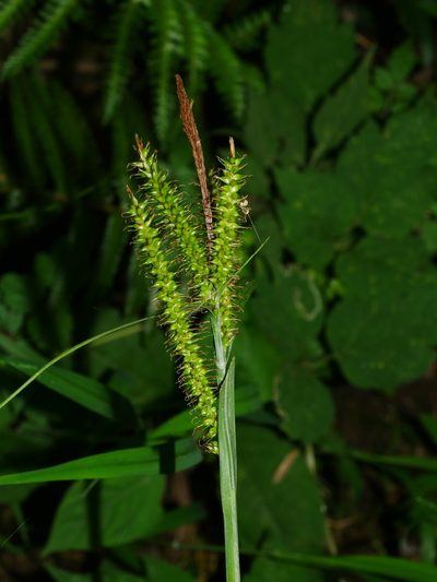 Carex retrofracta, photographed by Jacy Chen
