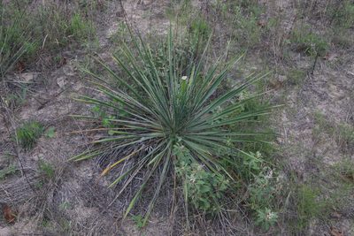 Yucca flaccida, photographed by Reid Hardin