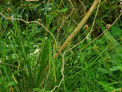 Carex retrofracta, photographed by Jacy Chen