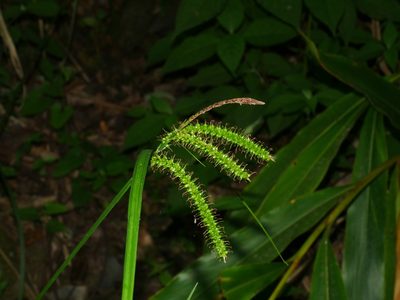 Carex retrofracta, photographed by Jacy Chen