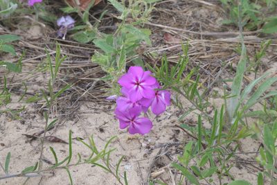 Phlox drummondii, photographed by Reid Hardin