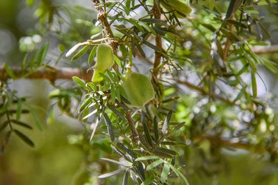 Porlieria angustifolia