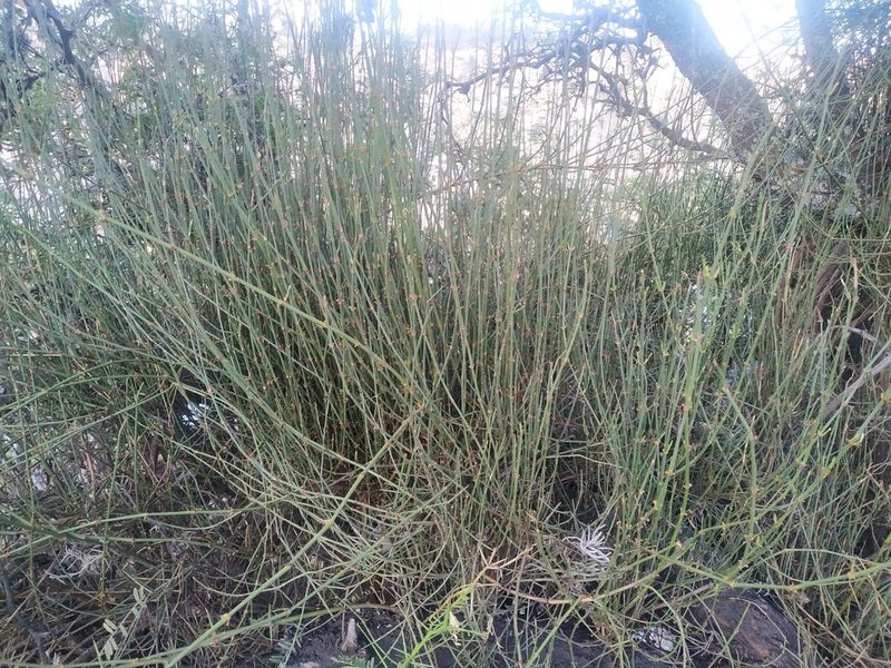 Ephedra americana, photographed by Mariela Nicole Crespo Carrazana