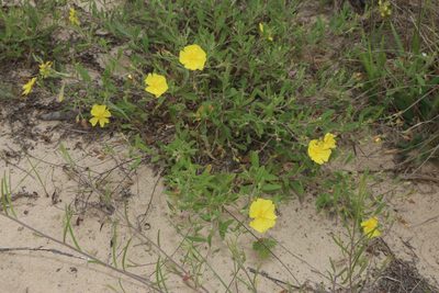 Crocanthemum georgianum, photographed by Reid Hardin