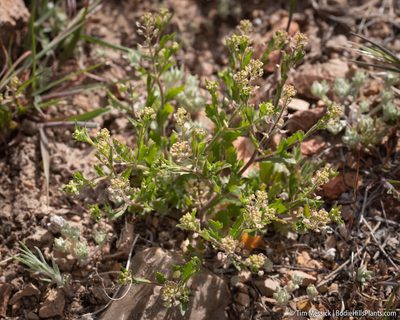 Lepidium lasiocarpum