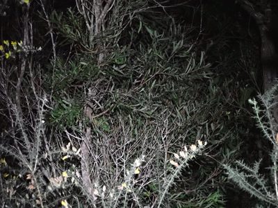 Hakea salicifolia, photographed by Leon Perrie