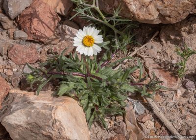 Layia glandulosa, photographed by Tim Messick