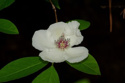 Stewartia malacodendron, photographed by Michelle W. （鍾偉瑋）