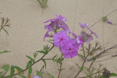 Phlox drummondii, photographed by Reid Hardin