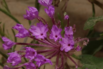Abronia macrocarpa, photographed by Reid Hardin