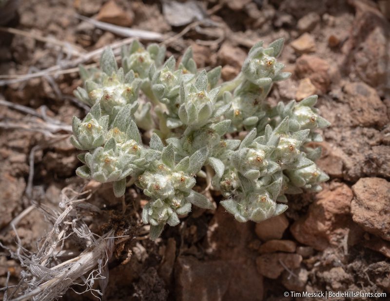Stylocline psilocarphoides, photographed by Tim Messick