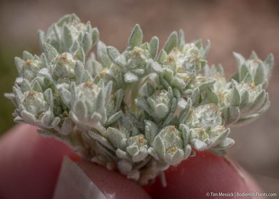 Stylocline psilocarphoides, photographed by Tim Messick
