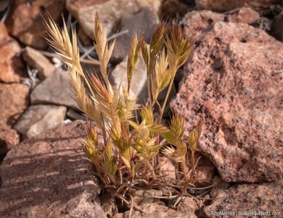 Festuca octoflora, photographed by Tim Messick