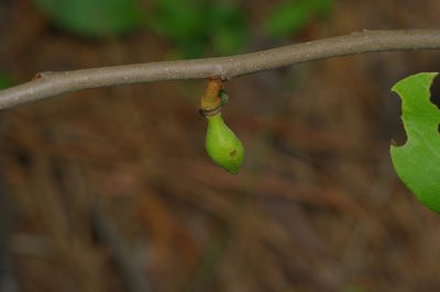Asimina parviflora, photographed by Michelle W. （鍾偉瑋）