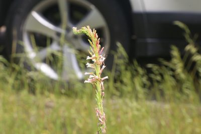 Oenothera curtiflora, photographed by Reid Hardin