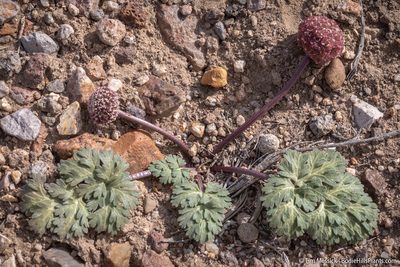 Cymopterus globosus, photographed by Tim Messick