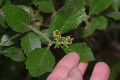 Crataegus uniflora, photographed by Michelle W. （鍾偉瑋）