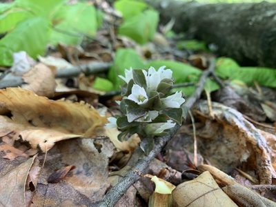 Obolaria virginica, photographed by Elizabeth Axley