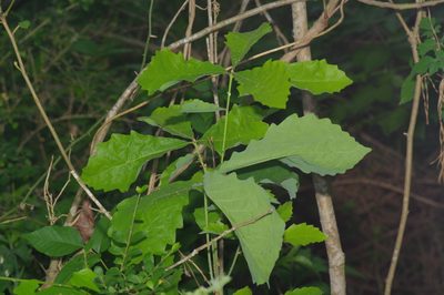 Quercus michauxii, photographed by Michelle W. （鍾偉瑋）
