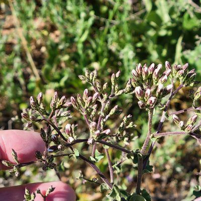 Acourtia microcephala, photographed by Dan Horowitz