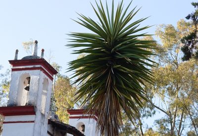 Yucca gigantea, photographed by ELOYJIMENEZ13