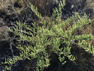 Asparagus rubicundus, photographed by Caroline Voget