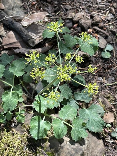 Lomatium repostum, photographed by Barbara Banfield