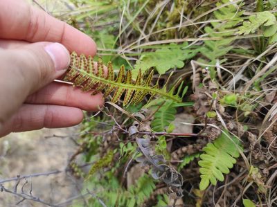 Polypodium sibiricum, photographed by Valentin Kosterin