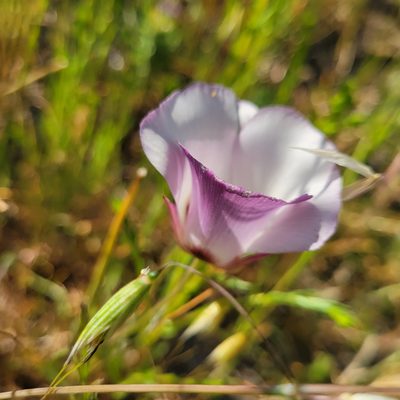 Calochortus catalinae, photographed by Dan Horowitz