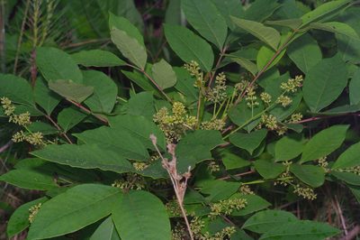 Toxicodendron vernix, photographed by Michelle W. （鍾偉瑋）