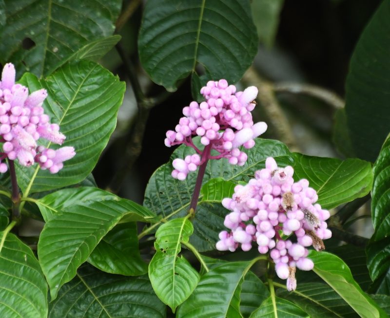 Palicourea lasiantha, photographed by Ben Keen
