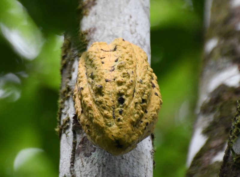 Theobroma cacao, photographed by Ben Keen