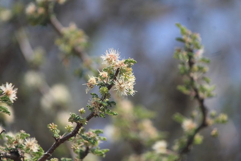 Mimosa aculeaticarpa, photographed by José Belem Hernández Díaz