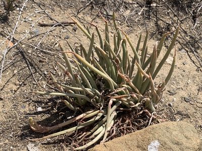 Dudleya edulis, photographed by Jacob Malcom