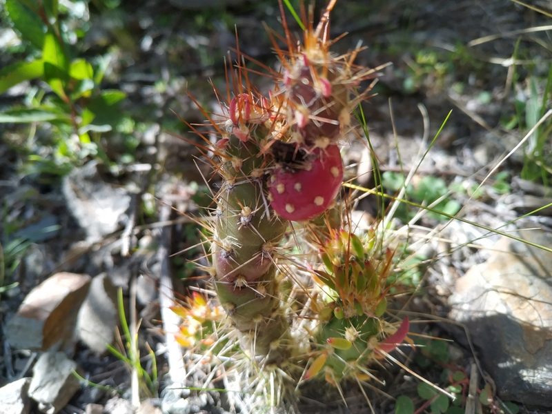 Austrocylindropuntia shaferi, photographed by Mariela Nicole Crespo Carrazana