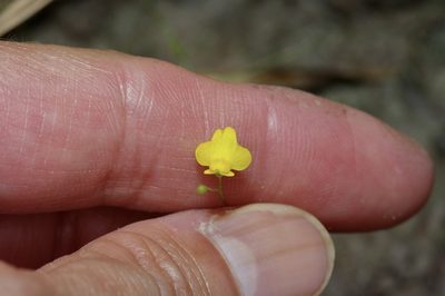 Utricularia subulata, photographed by Michelle W. （鍾偉瑋）