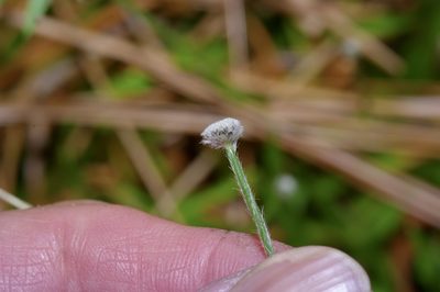 Paepalanthus anceps, photographed by Michelle W. （鍾偉瑋）