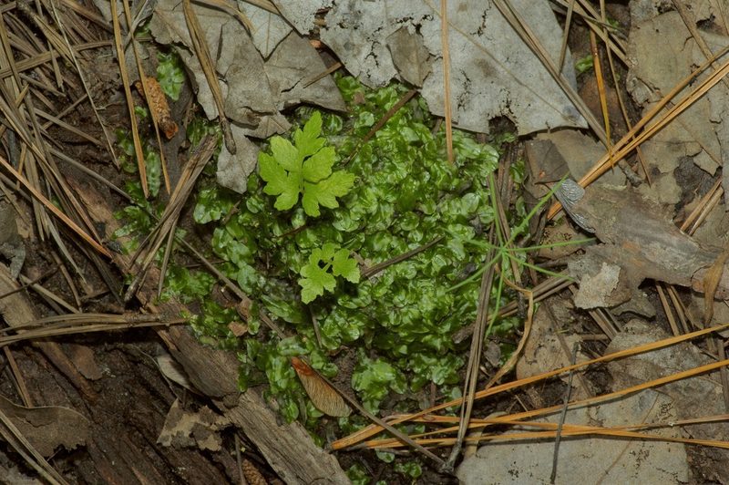 Pallavicinia lyellii, photographed by Michelle W. （鍾偉瑋）