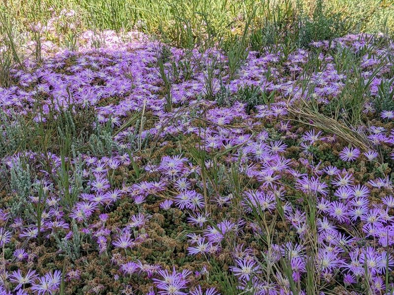 Drosanthemum floribundum, photographed by jen