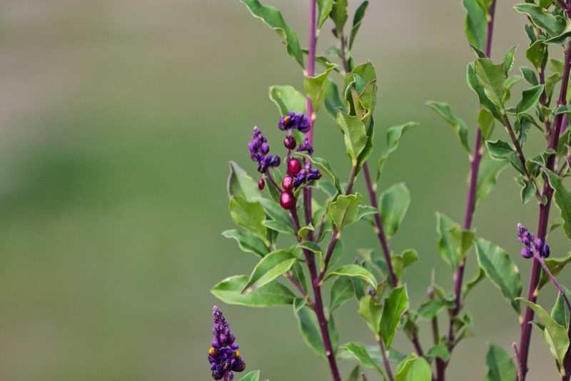 Monnina xalapensis, photographed by Abraham A. Gómez Landero